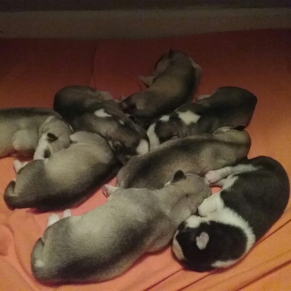 Meet your Posher, Savana - Picture 1 of 1